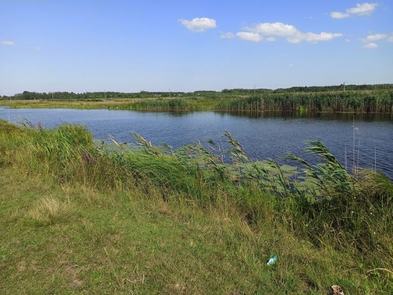 Ставок серед очерету в Карпилівці